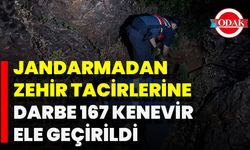 Jandarmadan Zehir Tacirlerine Darbe 167 Kenevir Ele Geçirildi