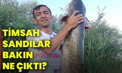 Timsah sandılar, bakın ne çıktı?