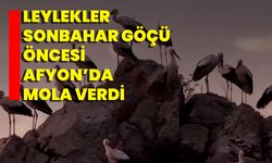 Leylekler Sonbahar Göçü Öncesi Afyonkarahisar’da Mola Verdi