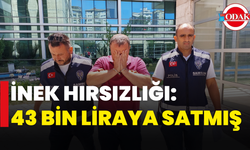 İnek Hırsızlığı: 43 Bin Liraya Satmış
