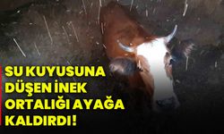 Su kuyusuna düşen inek ortalığı ayağa kaldırdı!