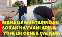 Mahalle muhtarından sokak hayvanlarına yönelik örnek çalışma
