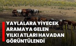 Yaylalara yiyecek aramaya gelen yılkı atları havadan görüntülendi