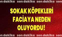 Sokak köpekleri faciaya neden oluyordu!