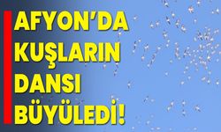 Afyon’da Kuşların Dansı Büyüledi