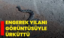 Engerek yılanı görüntüsüyle ürküttü