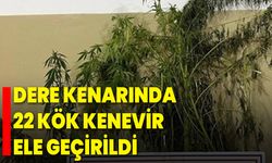 Dere Kenarında 22 Kök Kenevir Ele Geçirildi