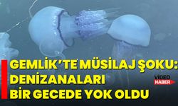 Gemlik’te müsilaj şoku: Denizanaları bir gecede yok oldu