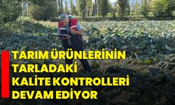 Tarım ürünlerinin tarladaki kalite kontrolleri devam ediyor