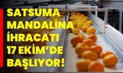 Satsuma Mandalina İhracatı 17 Ekim’de Başlıyor