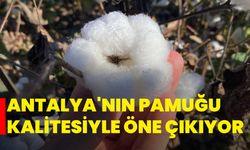 Antalya'nın pamuğu kalitesiyle öne çıkıyor