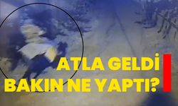 Atla Geldi Bakın Ne Yaptı?