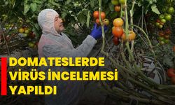 Domateslerde virüs incelemesi yapıldı