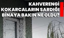 Kahverengi Kokarcaların Sardığı Binaya Bakın Ne Oldu?