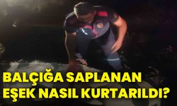 Balçığa saplanan eşek nasıl kurtarıldı?