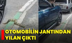 Otomobilin Jantından Yılan Çıktı