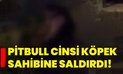 Bahçelievler’de pitbull cinsi köpek sahibine saldırdı!