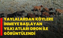 Yaylalardan köylere inmeye başlayan yılkı atları dron ile görüntülendi