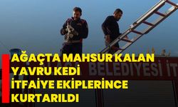 Ağaçta mahsur kalan yavru kedi itfaiye ekiplerince kurtarıldı