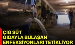 Çiğ Süt Gıdayla Bulaşan Enfeksiyonları Tetikliyor