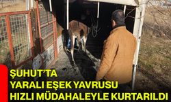 Şuhut’ta Yaralı Eşek Yavrusu Hızlı Müdahaleyle Kurtarıldı