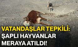 Vatandaşlar tepkili: Şaplı hayvanlar meraya atıldı!