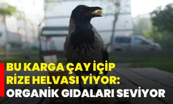 Bu karga çay içip Rize helvası yiyor: Organik gıdaları seviyor