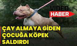 Çay almaya giden çocuğa köpek saldırdı