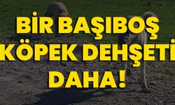 Bir Başıboş Köpek Dehşeti Daha!