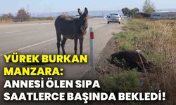 Yürek burkan manzara: annesi ölen sıpa saatlerce başında bekledi!