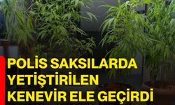 Polis saksılar da yetiştirilen kenevir ele geçirdi