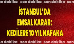 İstanbul’da Emsal Karar: Kedilere 10 Yıl Nafaka!