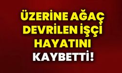 Üzerine ağaç devrilen işçi hayatını kaybetti!