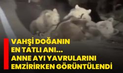Vahşi doğanın en tatlı anı... Anne ayı yavrularını emzirirken görüntülendi
