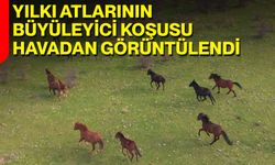 Yılkı Atlarının Büyüleyici Koşusu Havadan Görüntülendi
