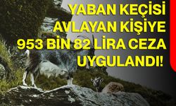 Yaban Keçisi Avlayan Kişiye 953 Bin 82 Lira Ceza Uygulandı!