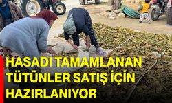 Hasadı tamamlanan tütünler satış için hazırlanıyor