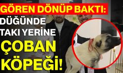 Gören Dönüp Baktı: Düğünde Takı Yerine Çoban Köpeği