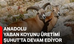 Anadolu Yaban Koyunu Üretimi Şuhut'ta Devam Ediyor