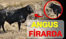 Angus Firarda