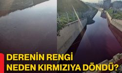Derenin Rengi Neden Kırmızıya Döndü?