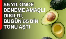 55 Yıl Önce Deneme Amaçlı Dikildi, Bugün 65 Bin Tonu Aştı
