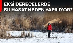 Eksi Derecelerde Bu Hasat Neden Yapılıyor?