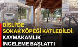 Dişli’de sokak köpeği katledildi: Kaymakamlık inceleme başlattı