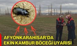 Afyonkarahisar’da ekin kambur böceği uyarısı