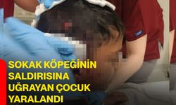 Sokak köpeğinin saldırısına uğrayan çocuk yaralandı