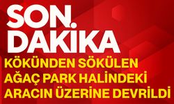 Kökünden sökülen ağaç park halindeki aracın üzerine devrildi