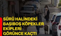 Sürü halindeki başıboş köpekler ekipleri görünce kaçtı