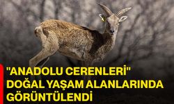 "Anadolu cerenleri" doğal yaşam alanlarında görüntülendi