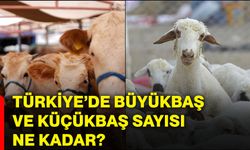 Türkiye’de büyükbaş ve küçükbaş sayısı ne kadar?